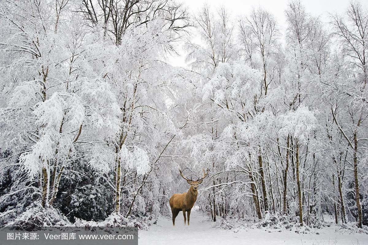 车险防灾防损常备物品清单：为您的爱车保驾护航